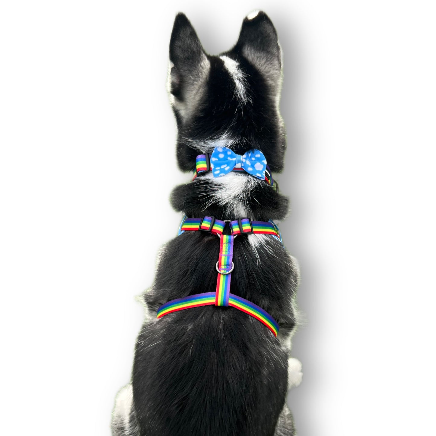 Rainbow | Harness